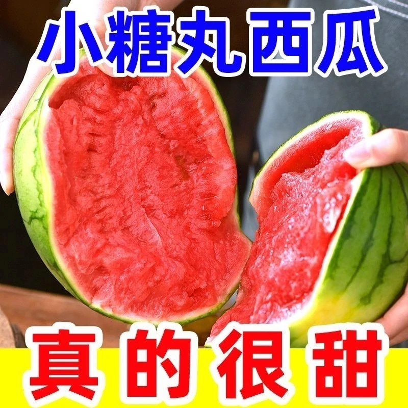 新鲜现摘奶油麒麟小糖丸 薄皮 手撕2K 小吊瓜