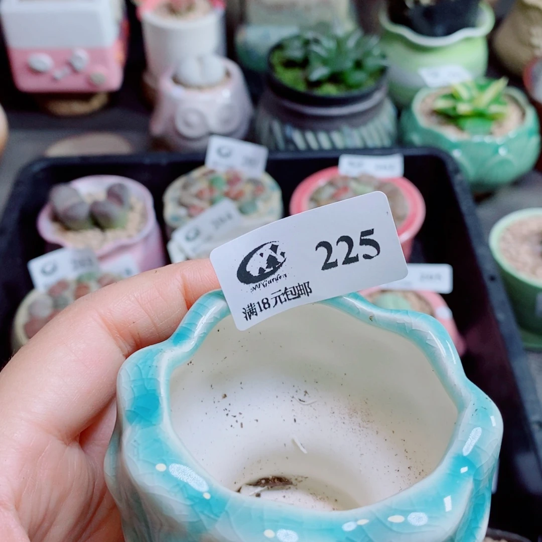 喵***儿生石花花花花花花花花225