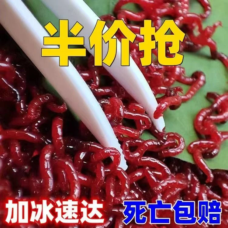 新鲜红虫黑头公虫喂鱼拉饵挂钩野钓钓鱼营业饵
