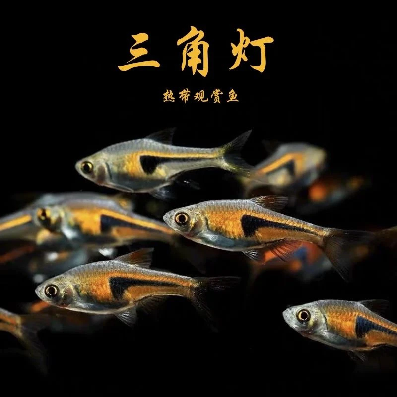 大金三角灯鱼小型热带灯科鱼草缸群游活体观赏鱼
