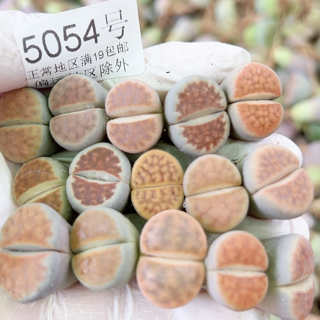 5054 好养易活生石花大母本15个1.5cm