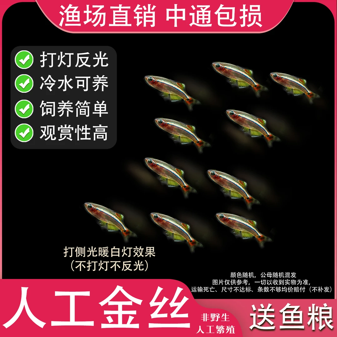 金丝灯鱼人工饲养冷水鱼斑马鱼灯鱼小型鱼原生鱼红尾灯科鱼观赏鱼