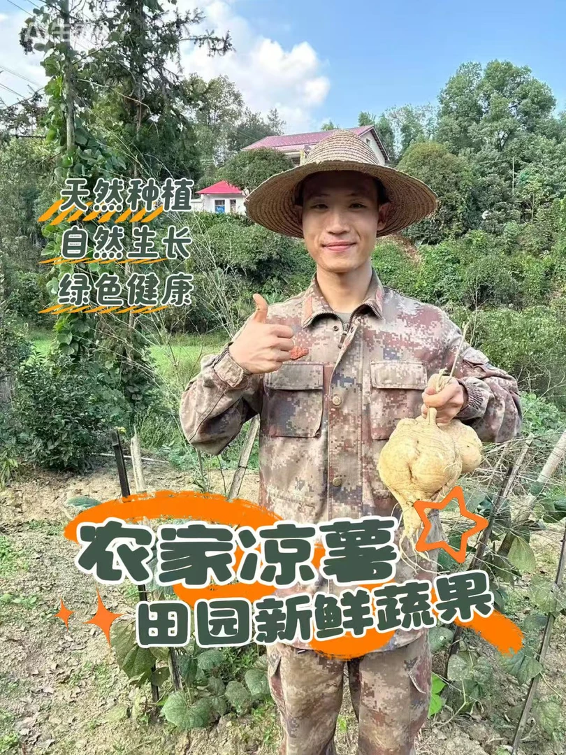 农家自种凉薯现挖现发新鲜蔬果