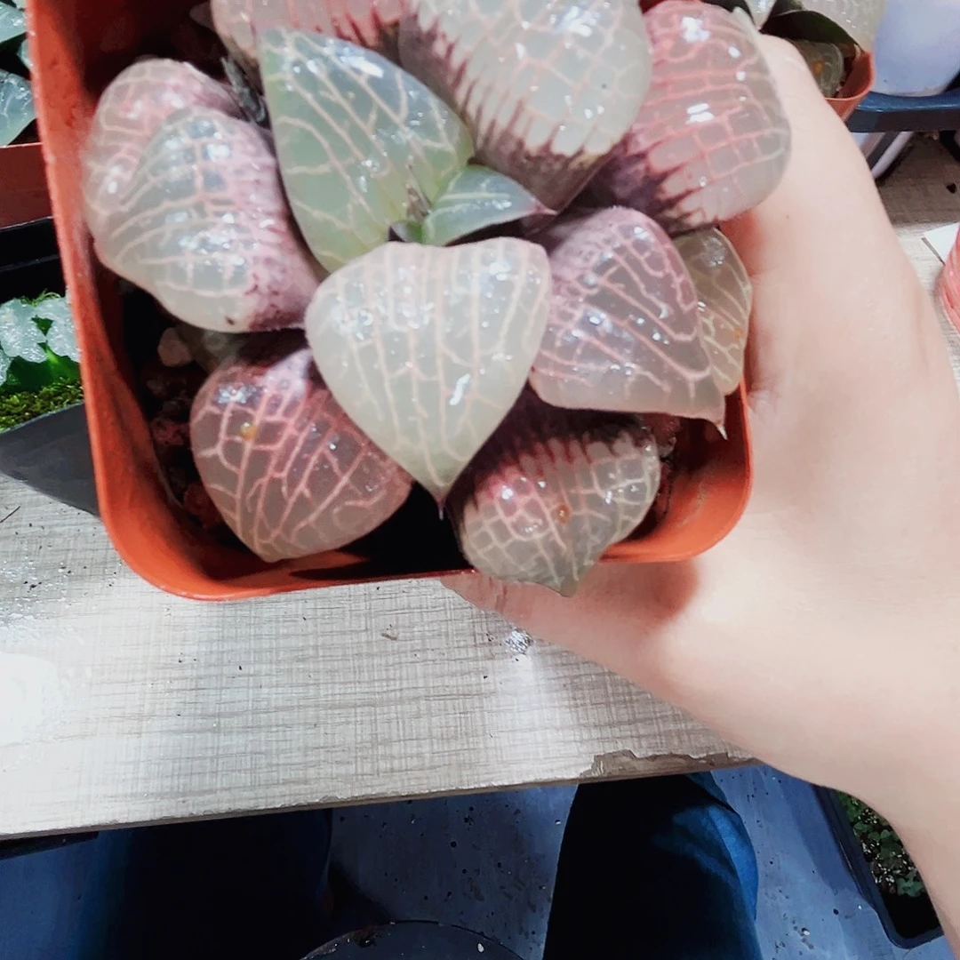 粉玻璃康平多肉植物6666