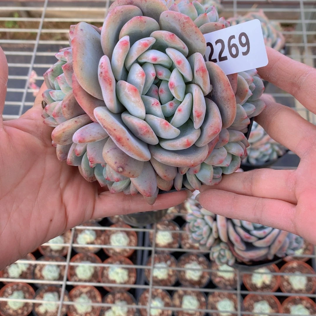 不****露2269多头一个小孩子在等待我