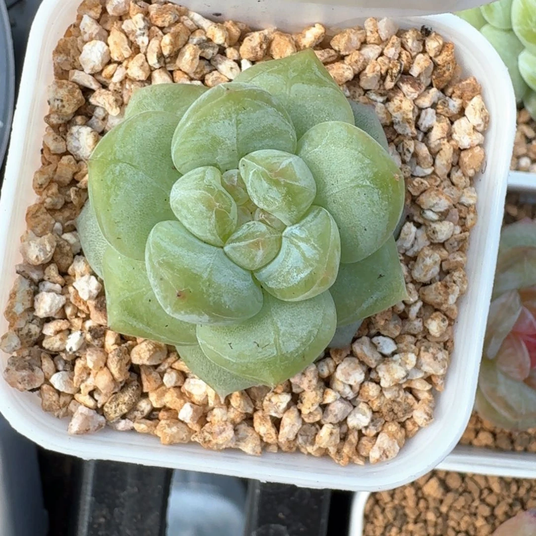 0628-026-素颜单头