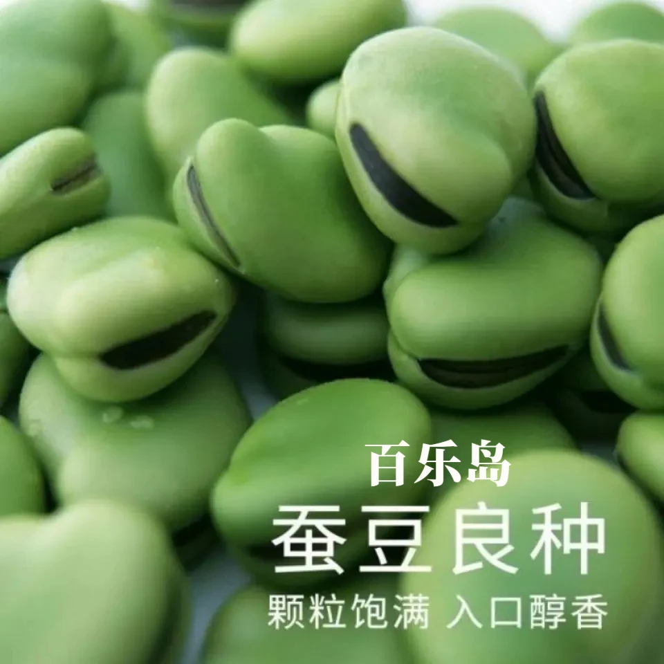 蚕豆种子北斗七星特大高产罗汉豆种籽春秋冬季播种早熟耐寒胡豆籽
