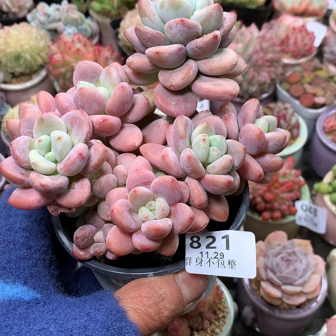 精控拇指盆11.29821