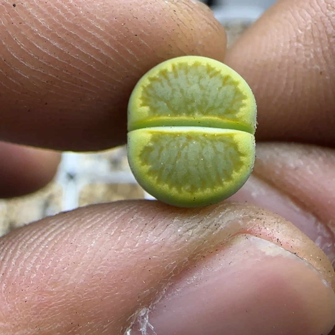 201 生石花大棚直播