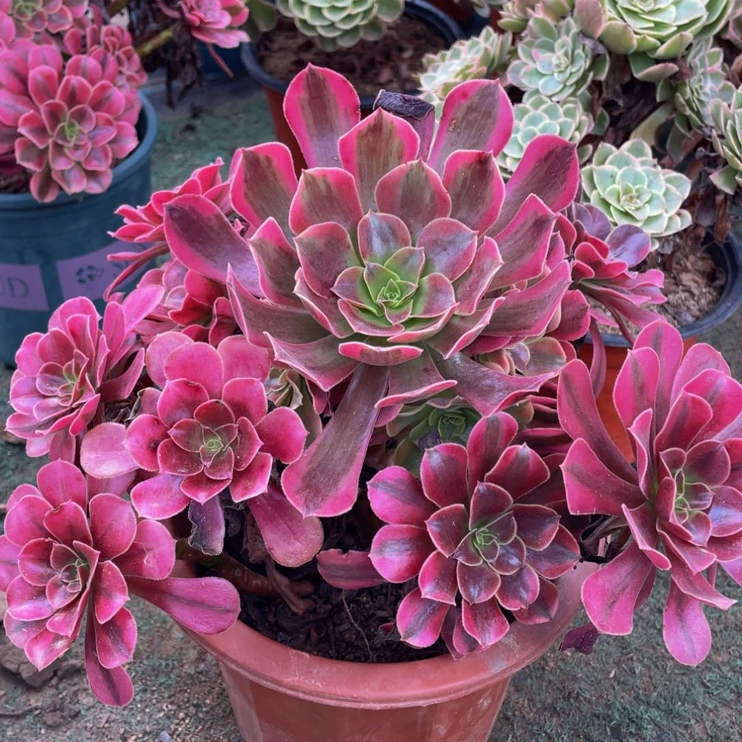 532美杜莎精品法师多肉