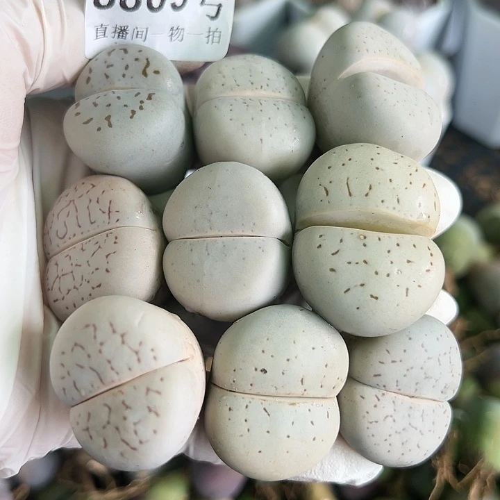 8809四年大白9个2.5-3cm部分侧面老疤特价