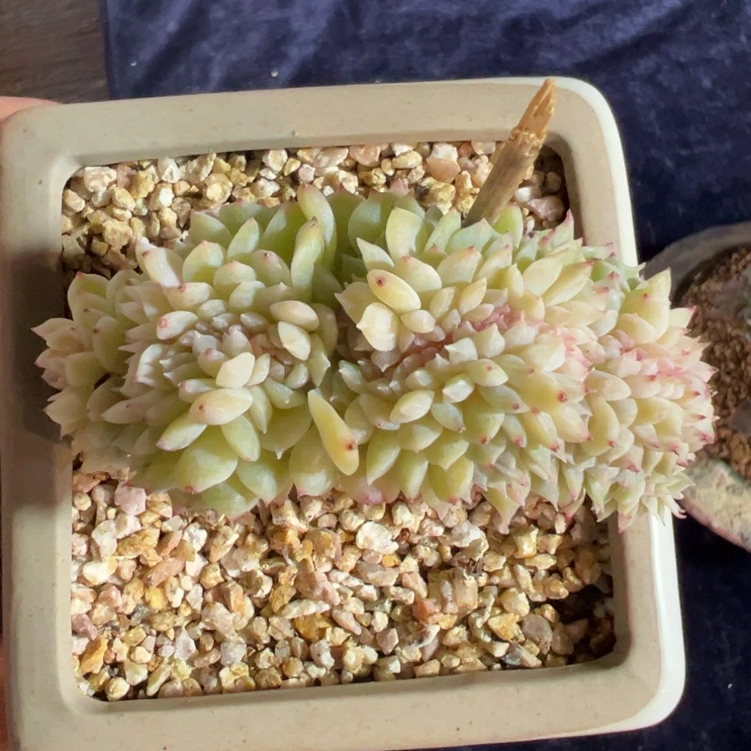 新年快乐 新年快乐