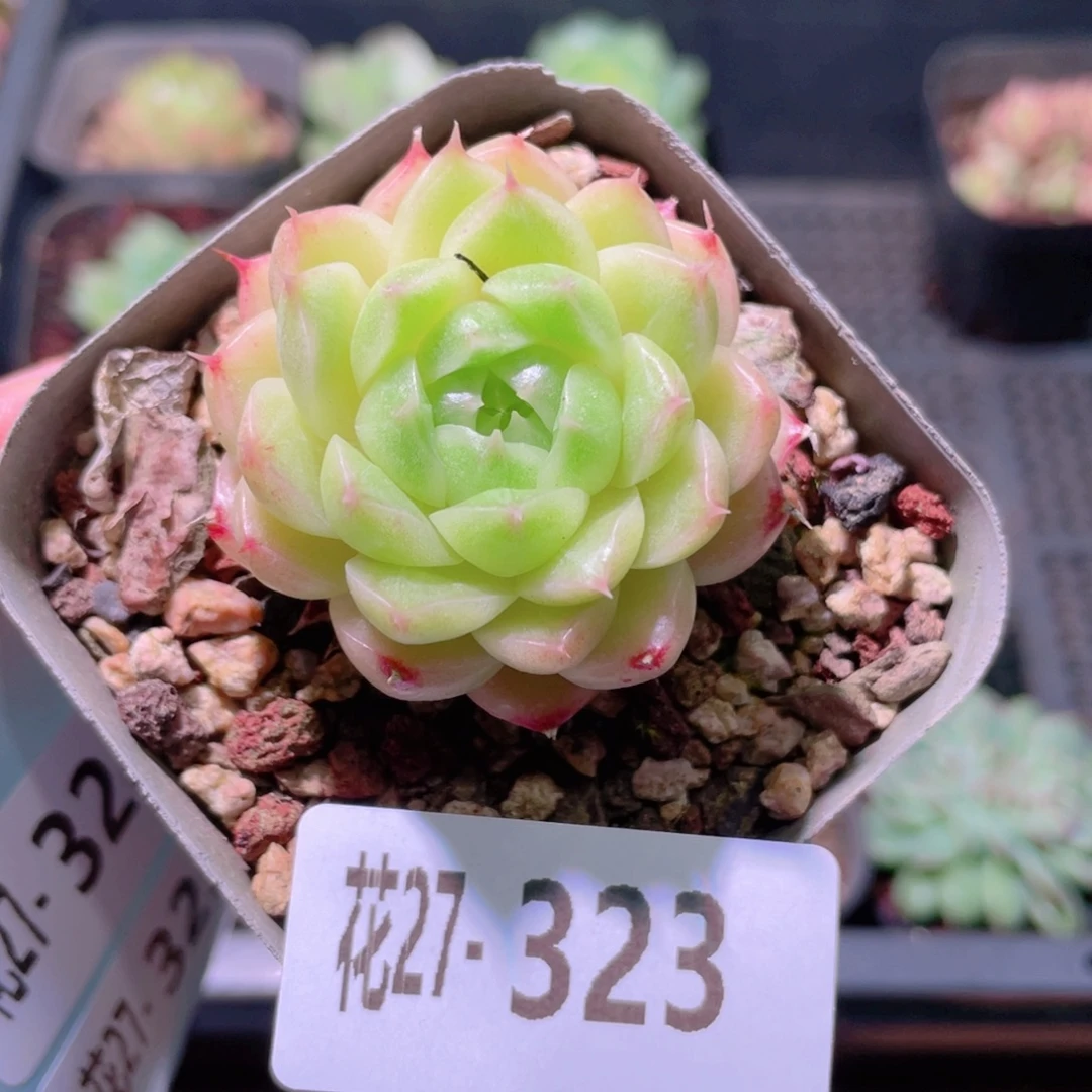 花利美27-323麦秆