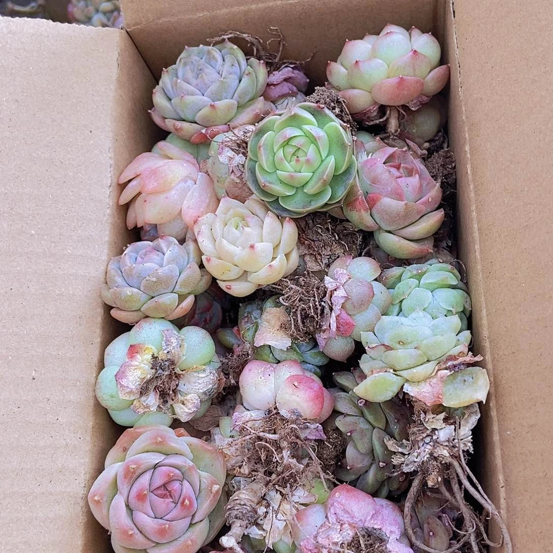 0000000000002量拍保底50颗