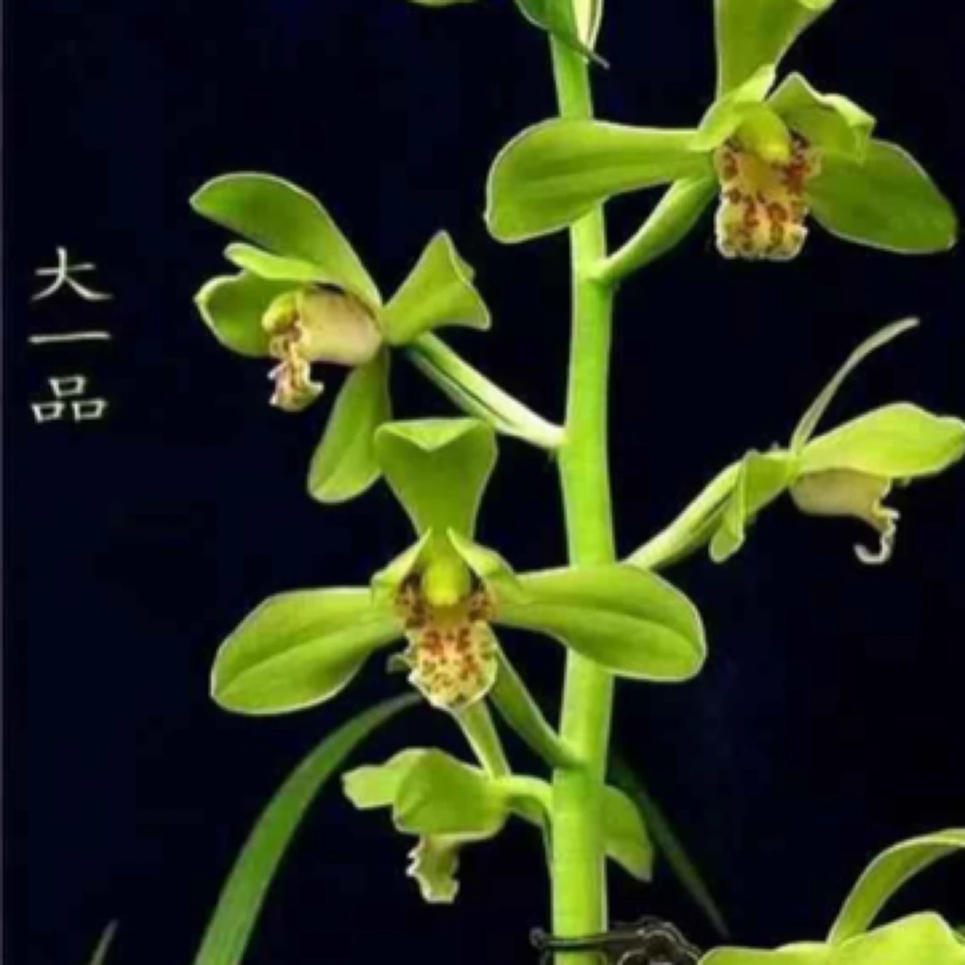 大一品惠兰名品 国兰苗花开浓香 好养易活 对版 人工种植
