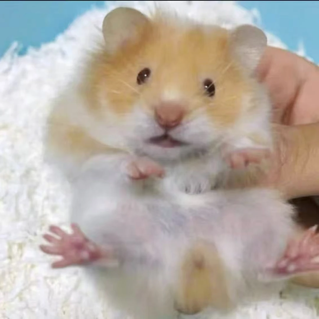 鼠大王专属链接金丝熊藤盒精选