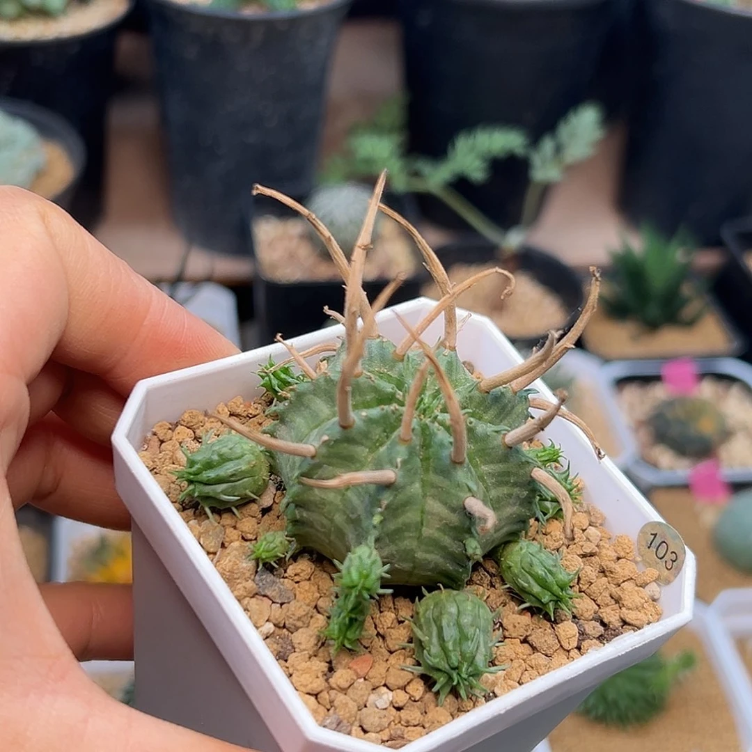 强刺法丽达实生球群一颗