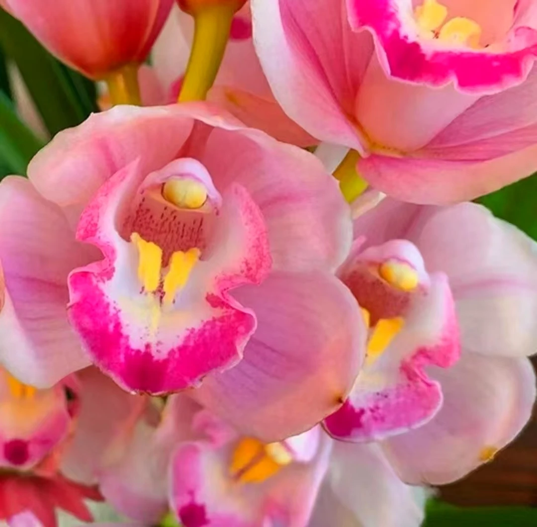 精品高端名贵兰花【浪漫樱花3-5花】绿植花卉室内外好养四季开花香