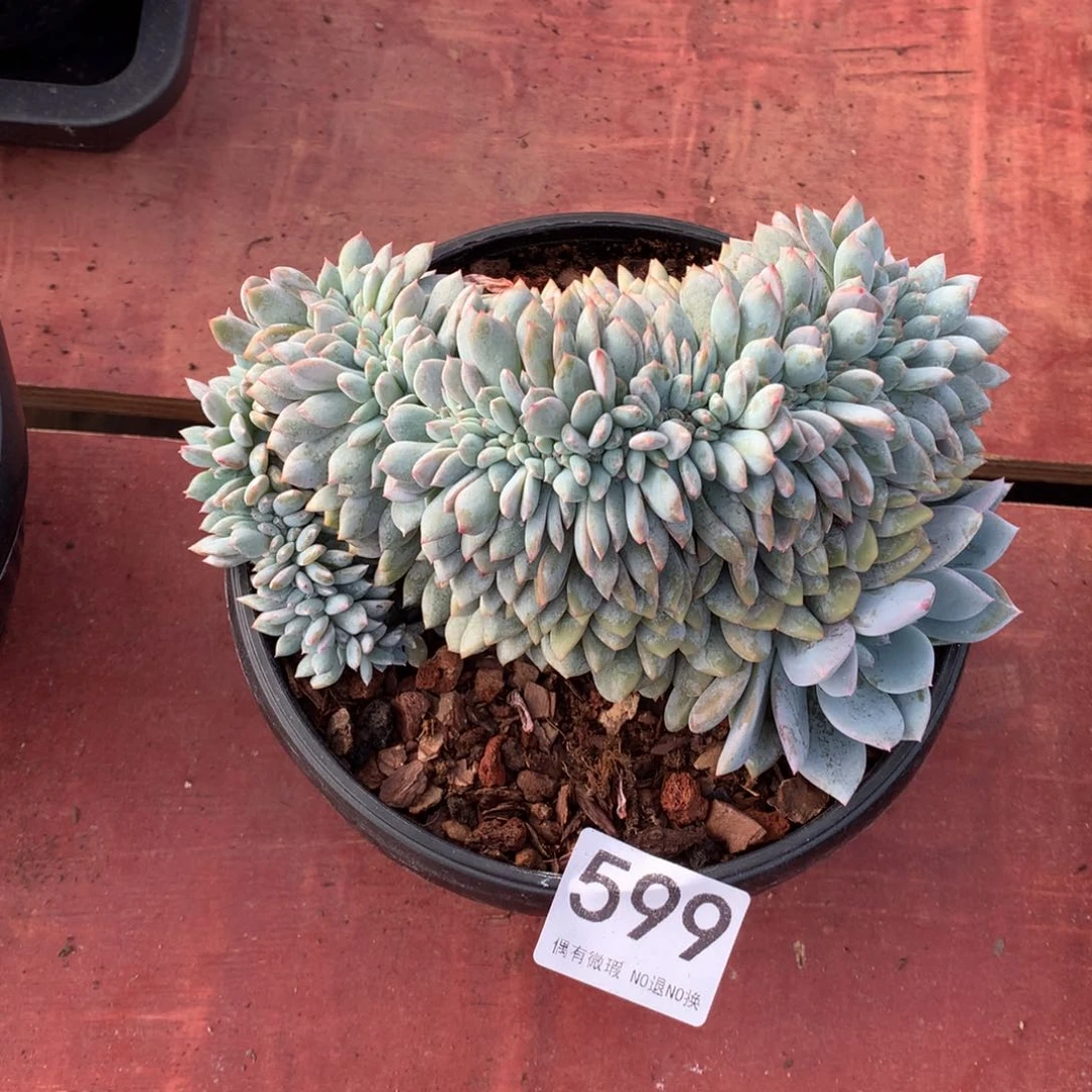 599橙子缀化多肉植物