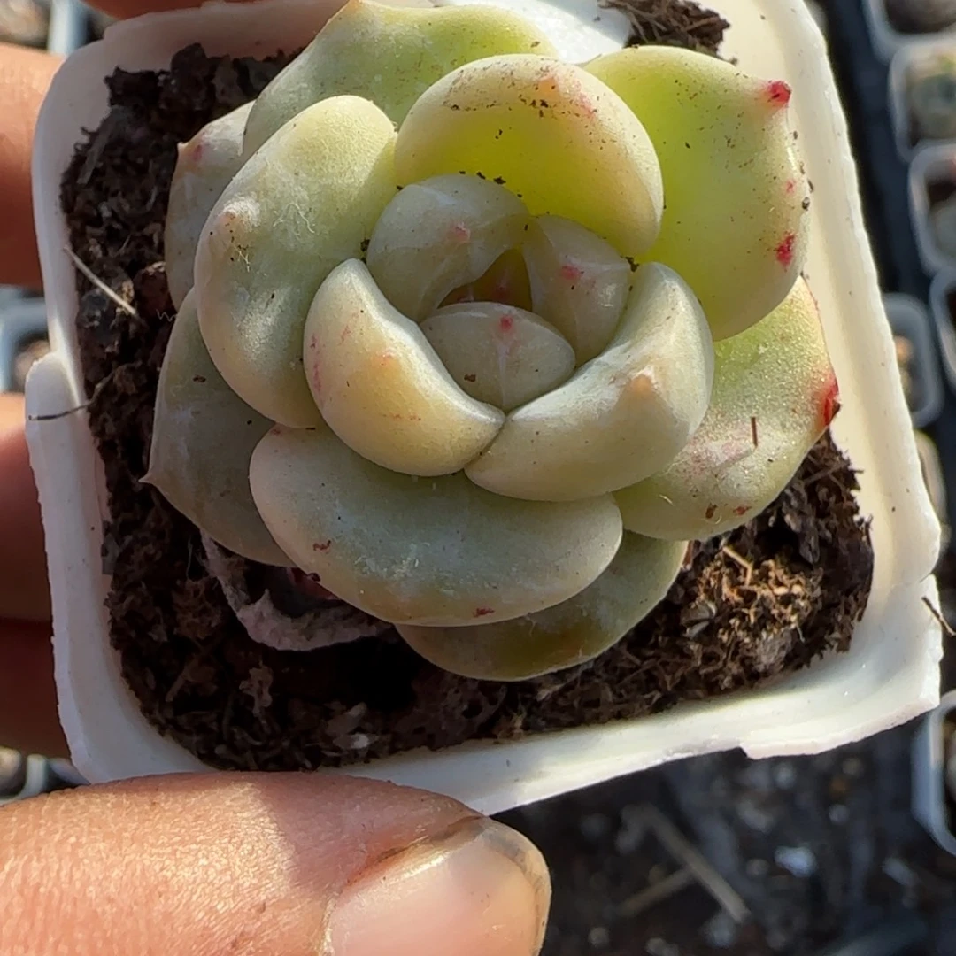 多肉小卡拉米糖心一物一拍