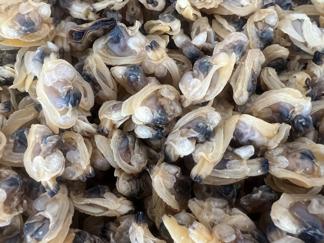 红岛大干蛤蜊肉不碜吃起来鲜甜干货海鲜