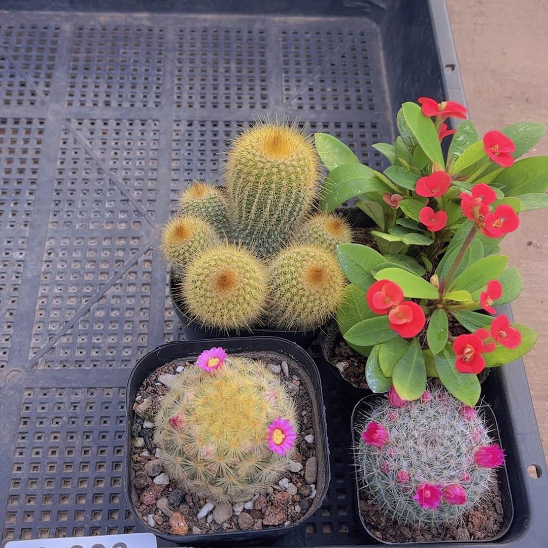 多肉906多肉植物