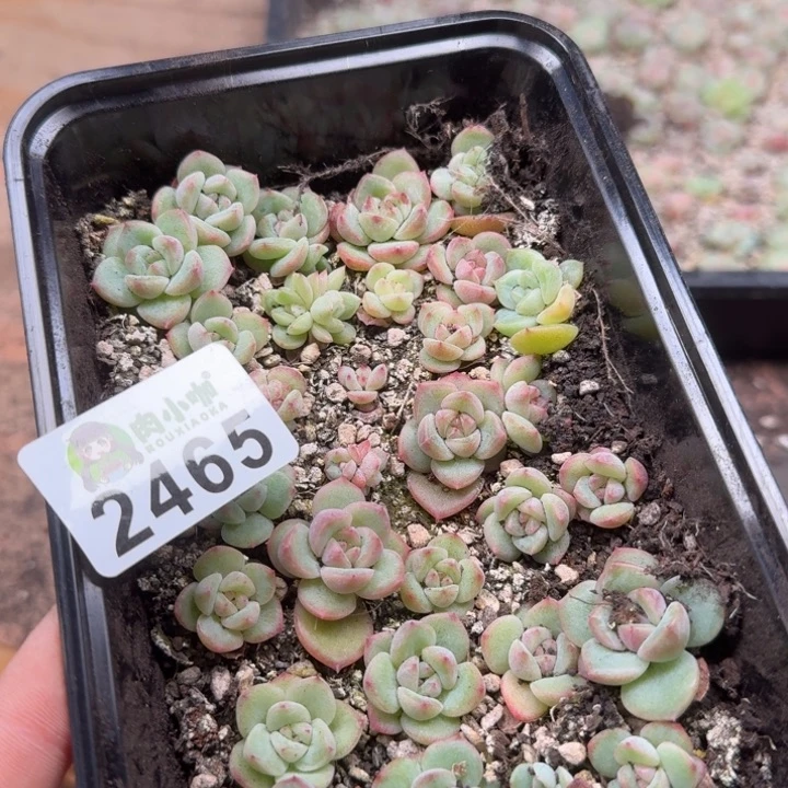 缓***缓多肉植物多肉植物