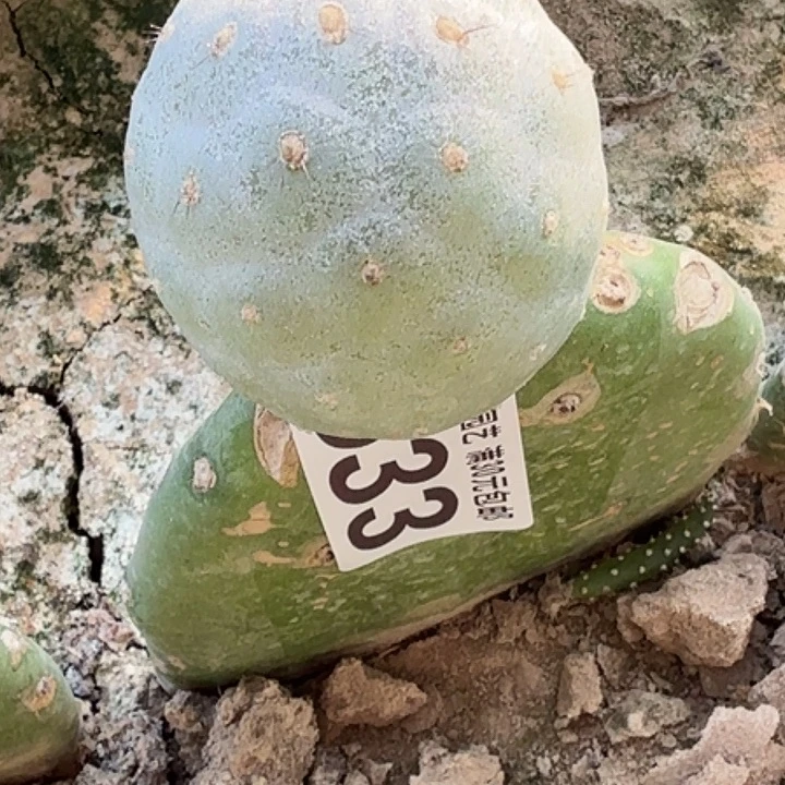 无花朵大型特圆爬黑刺633