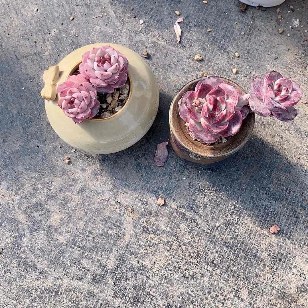 铵*多肉植物老桩多肉植物老桩