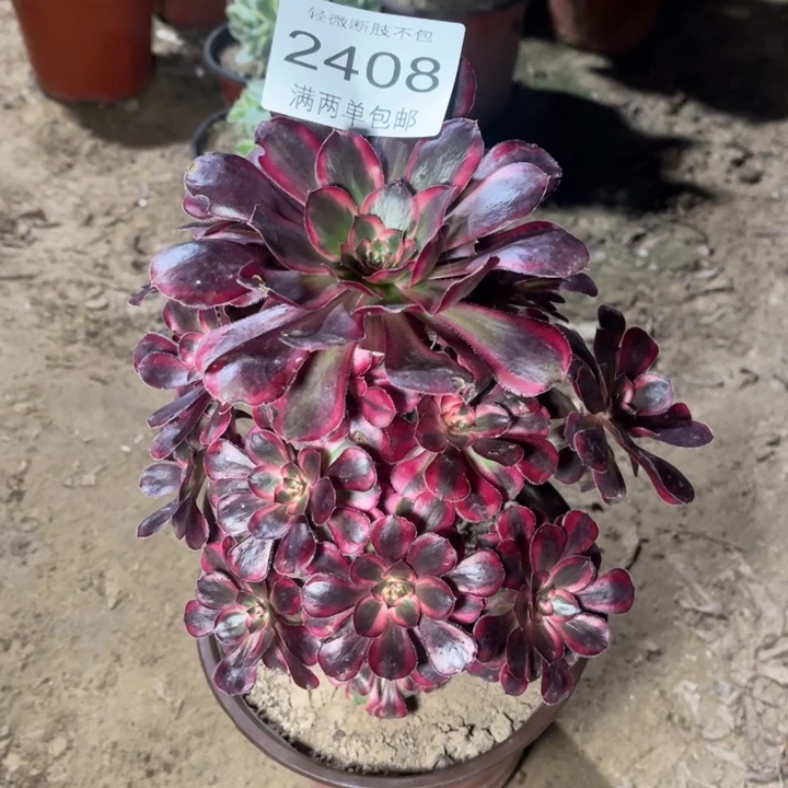 2408香奈的人多肉的