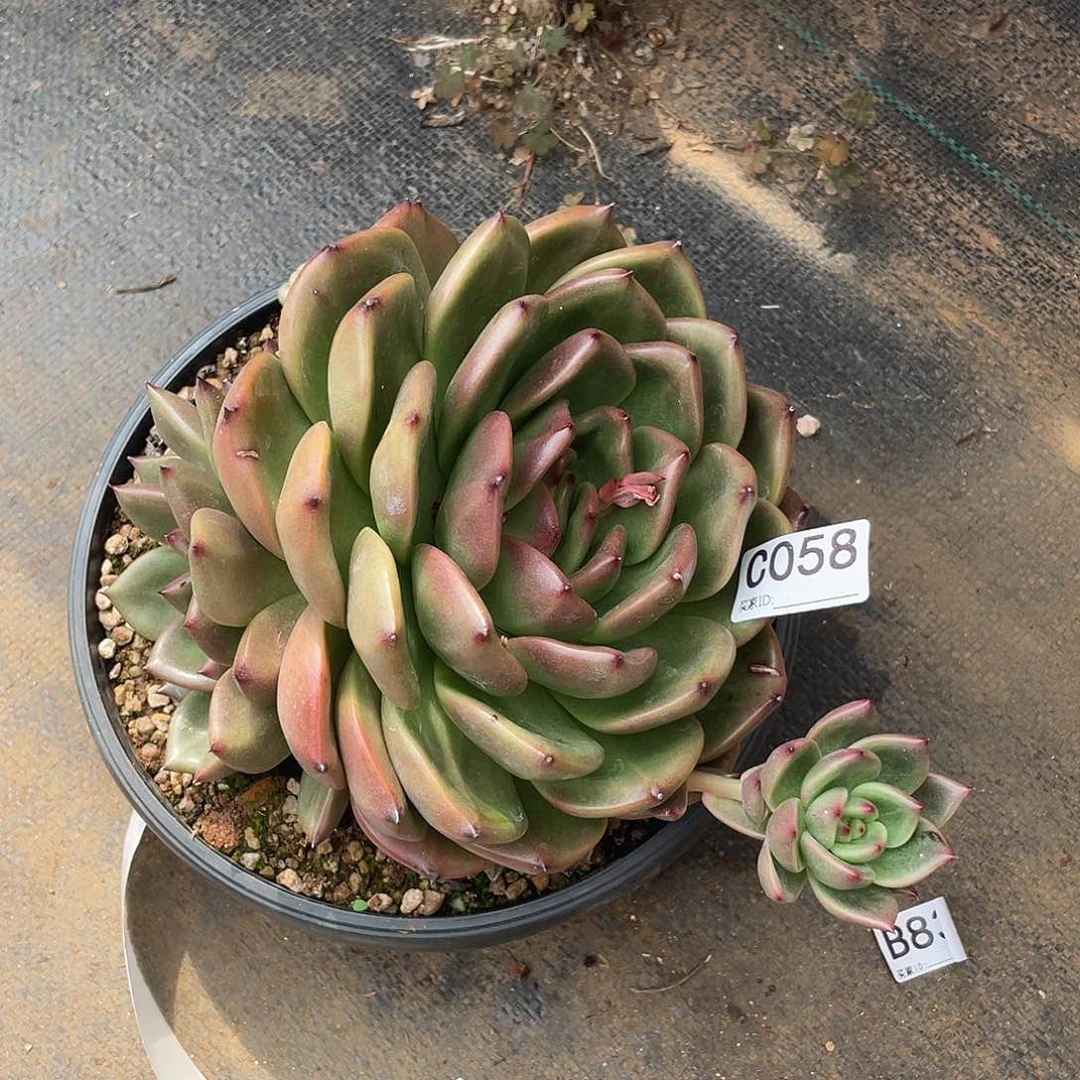 若如东云单拍C058