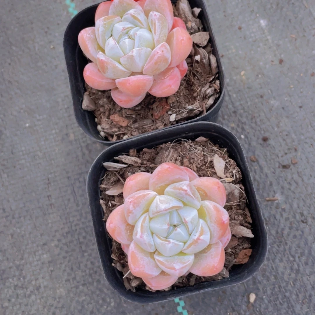 1178号 全状态雪媚娘单头一个