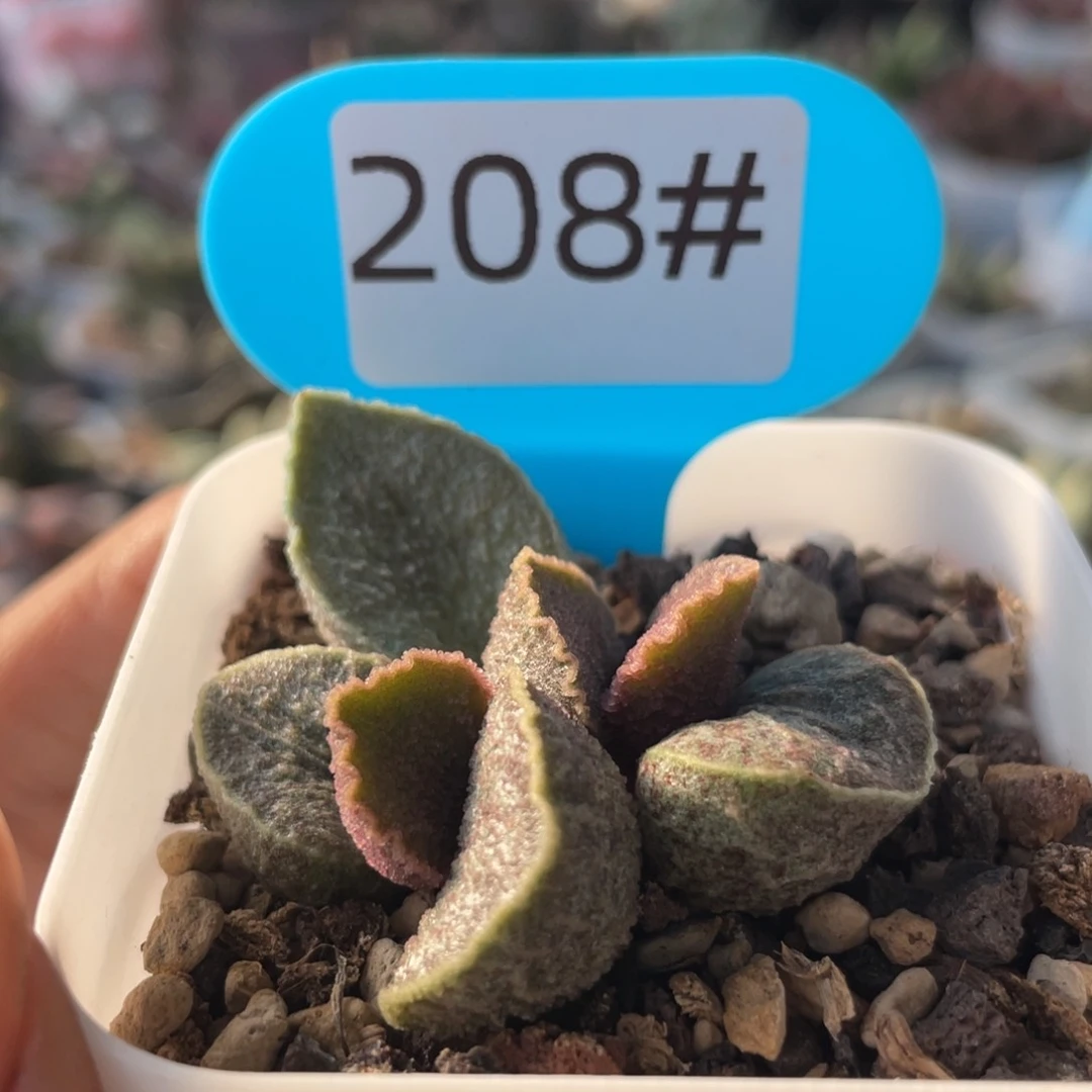 司音。   208。