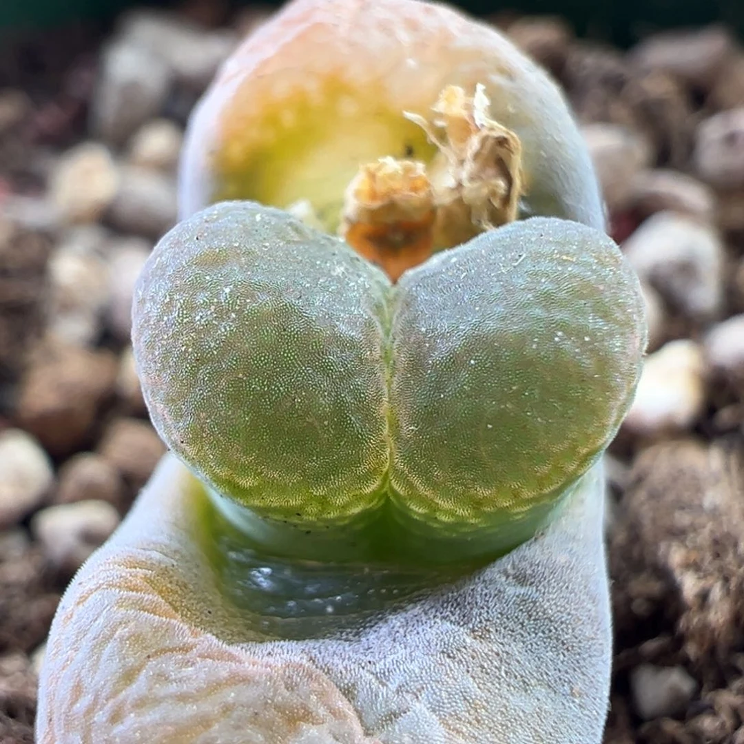 21编号丢失风铃一颗