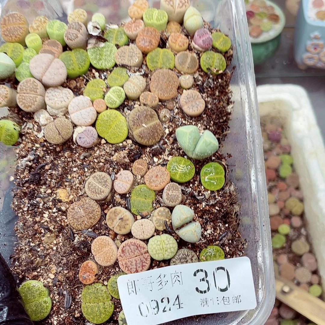 生石花18包邮0924-30