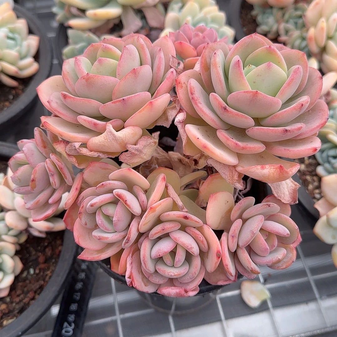 从前慢花园精选白月光