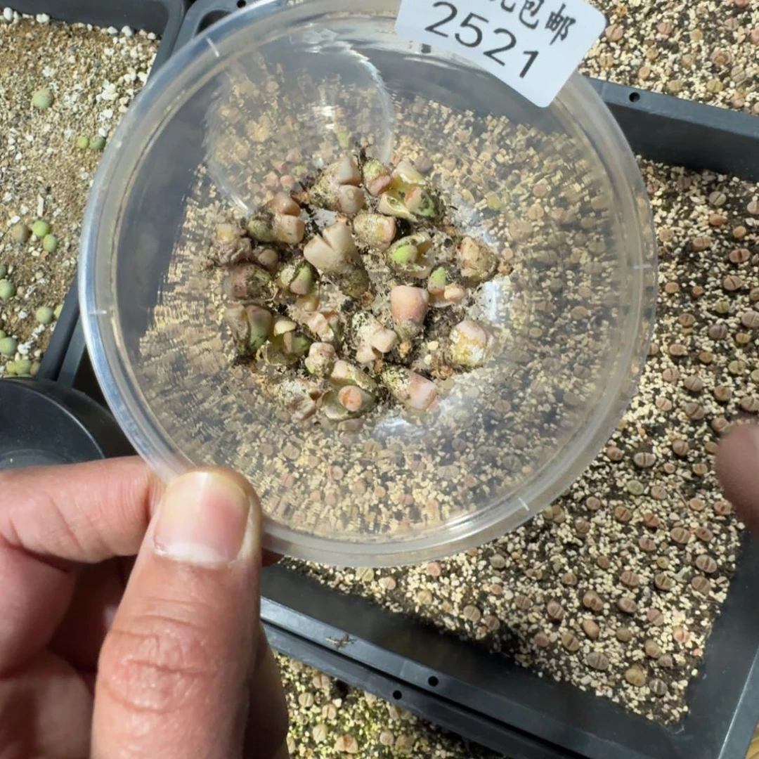 涛2521。小热唇一组