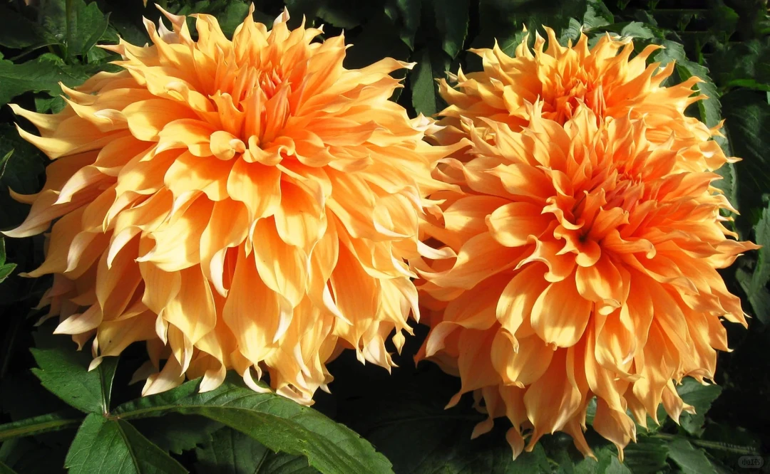 （阿姬.怀特）进口大丽花种球多年生