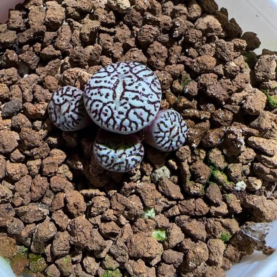 肉锥多肉植物组合-墨563