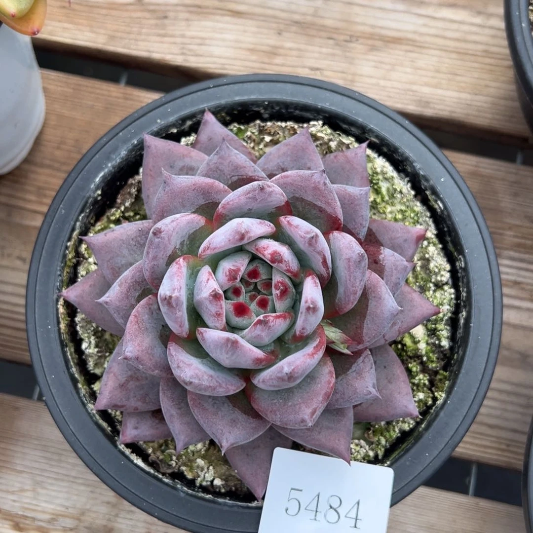 笑***あ5484肉肉肉肉肉肉肉肉肉肉