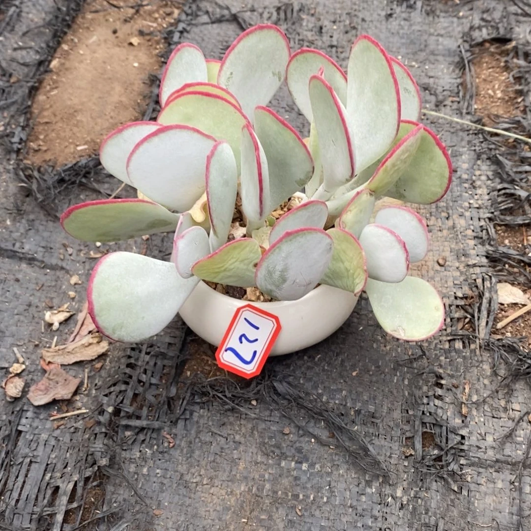 四***然一物一拍白眉多肉127