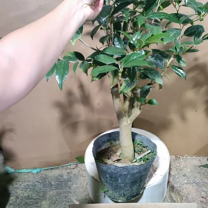 97金花茶，原盆原土发货，不包邮