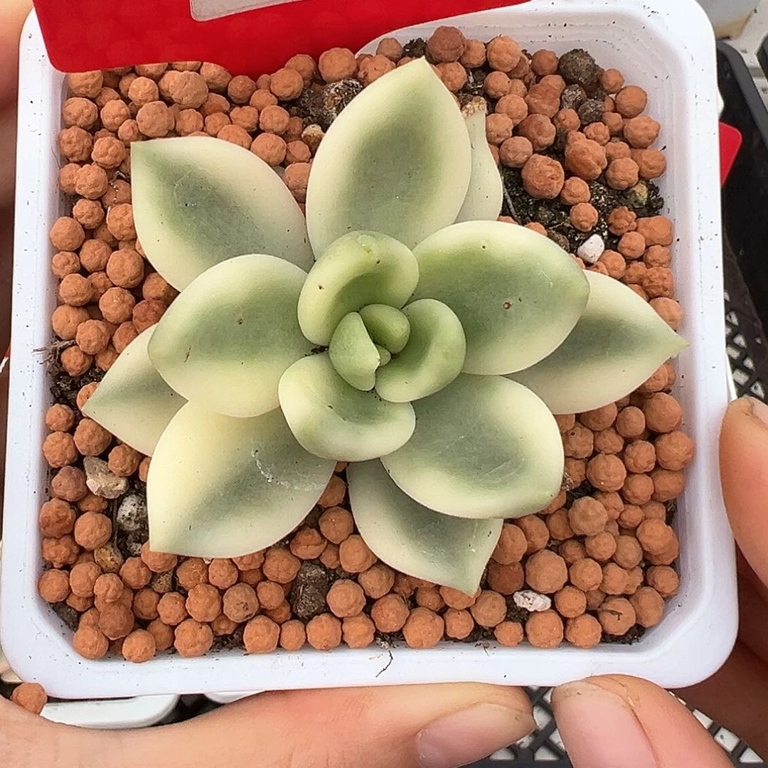 18号助之松锦多肉植物