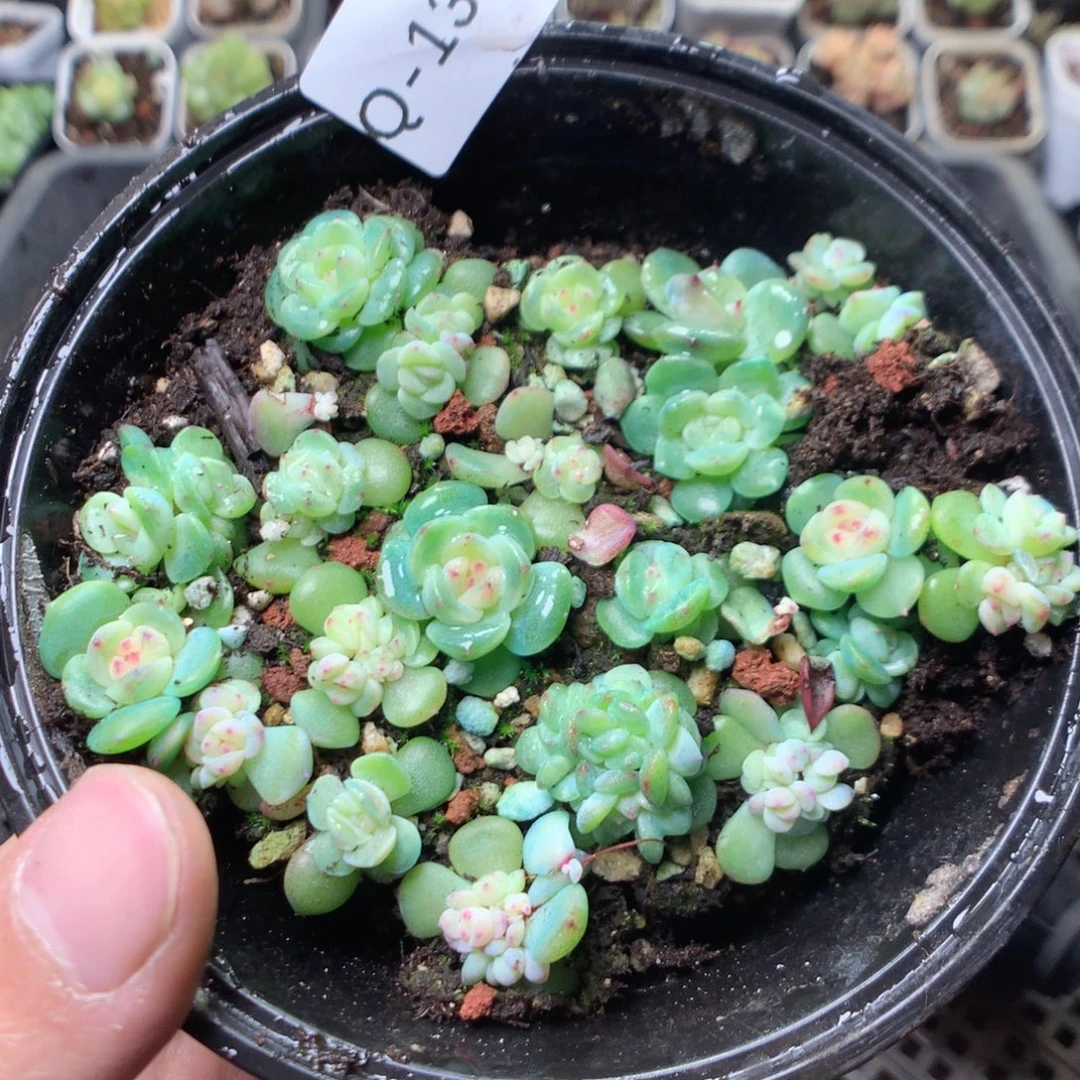 无花朵Q130秃子甜心tyyyyy