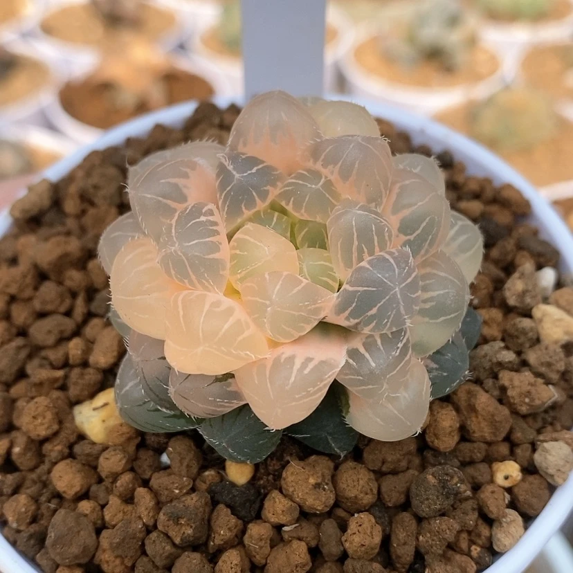 【闪购商品】7糊斑蓝镜