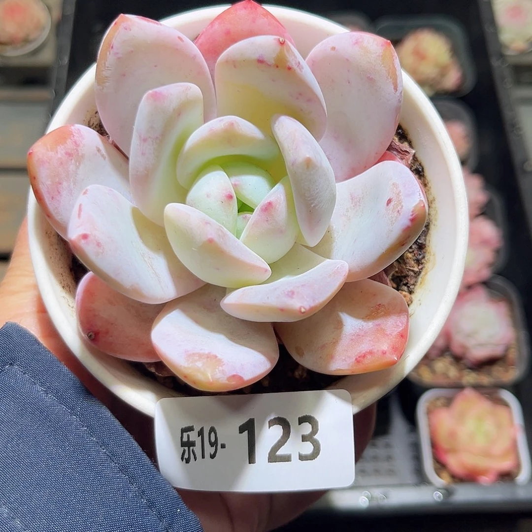 木乐19-123嫦娥单头