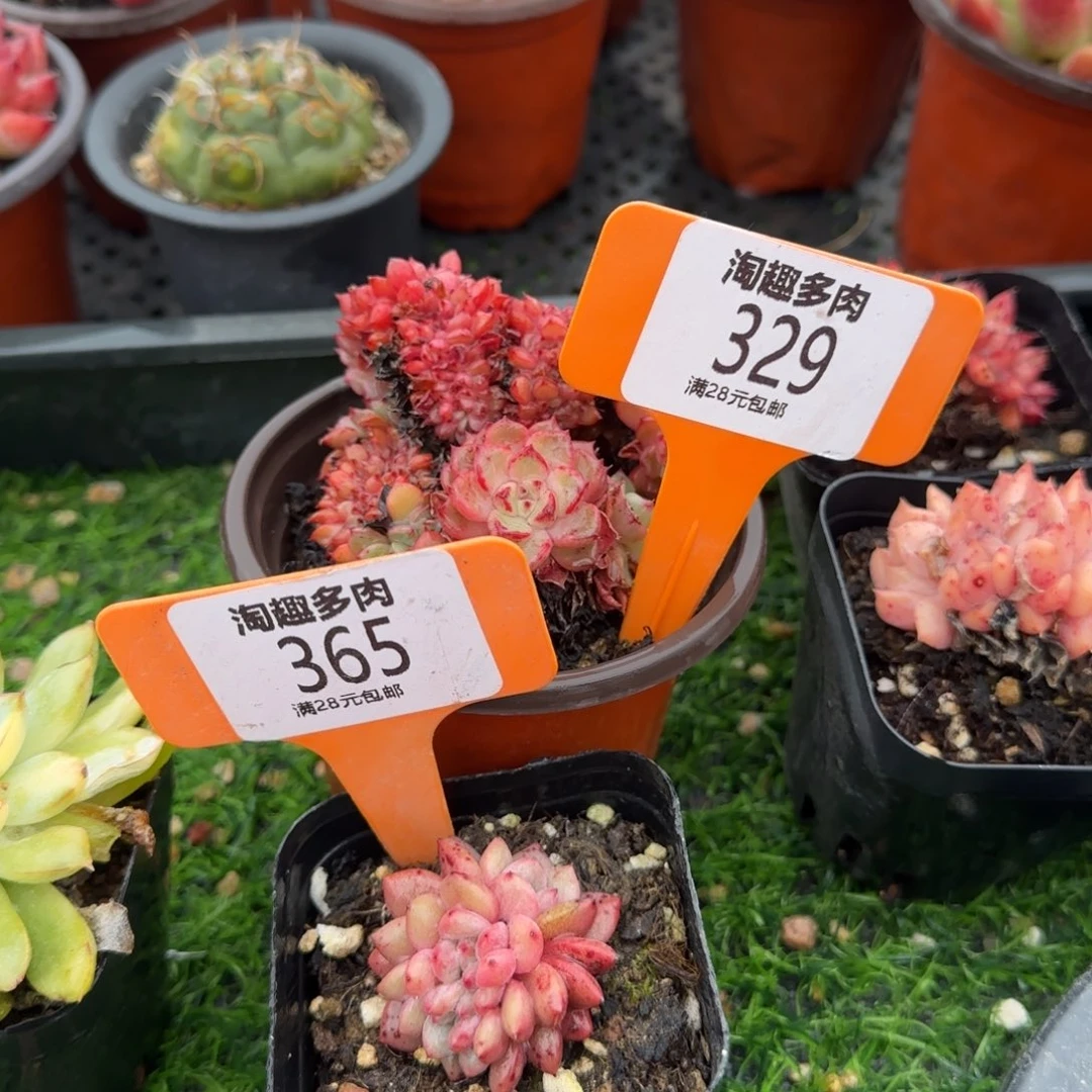 多肉植物11111111
