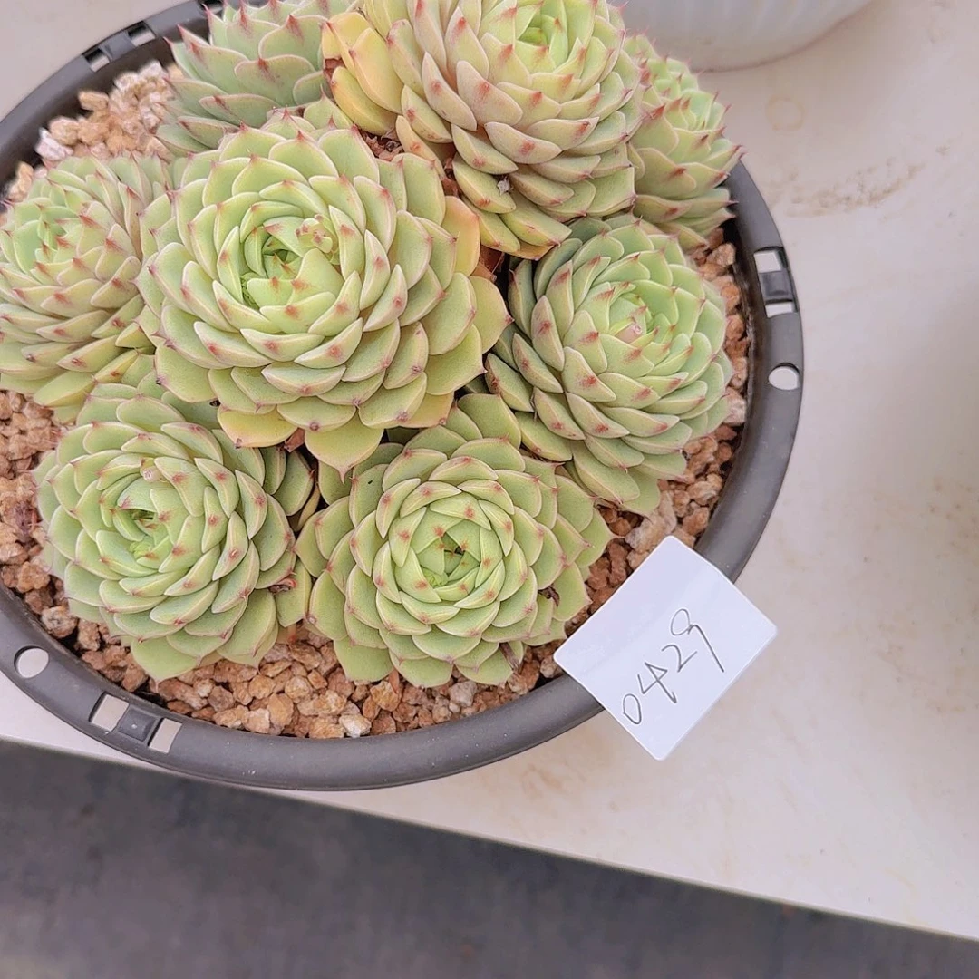 知***已0429本吧多肉植物