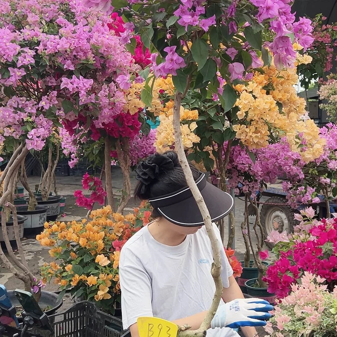 当***啦大部分花苞少量开放B93雪紫