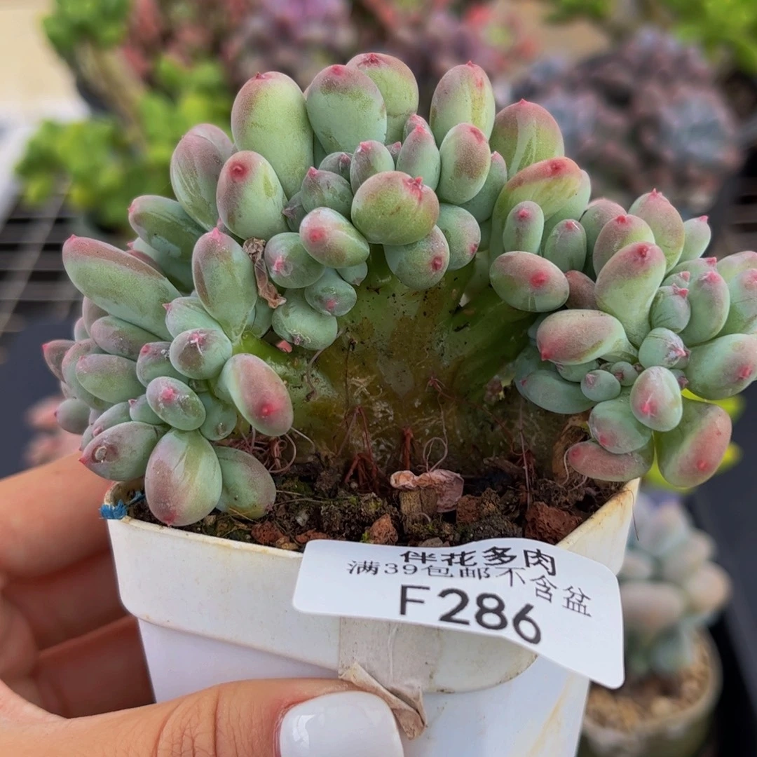 286-苹果奶缀化多肉8cm